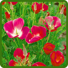Carmine King California Poppy Long Lasting Blooms For Pollinators
