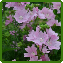 Suitable for Cottage Gardens