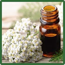 Achillea Wild White Yarrow For Medicinal Uses