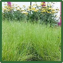 Warm Season Native Grass Seeds With Blue Grama Sideoats, and Buffalo Grasses