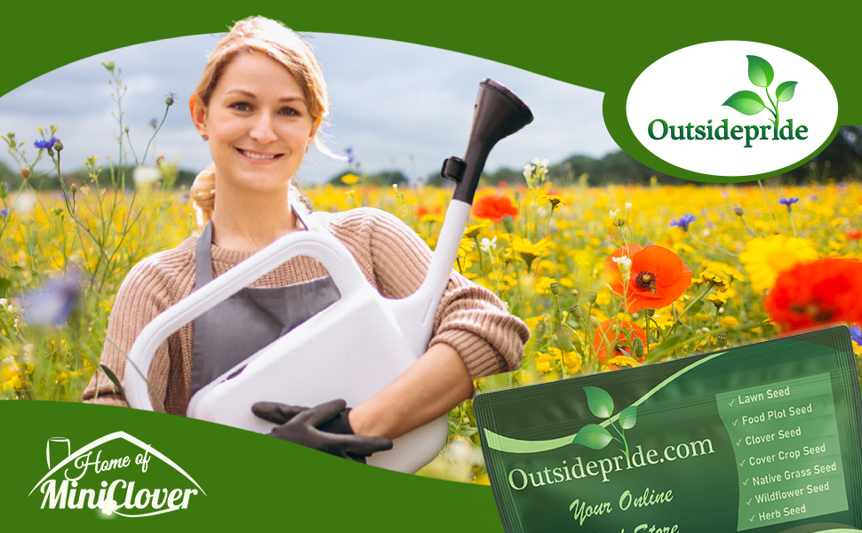 Annual Sun Wildflower Seed Mixture