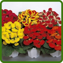 Vibrant Pouch-Like Blooms of Slippler Flower