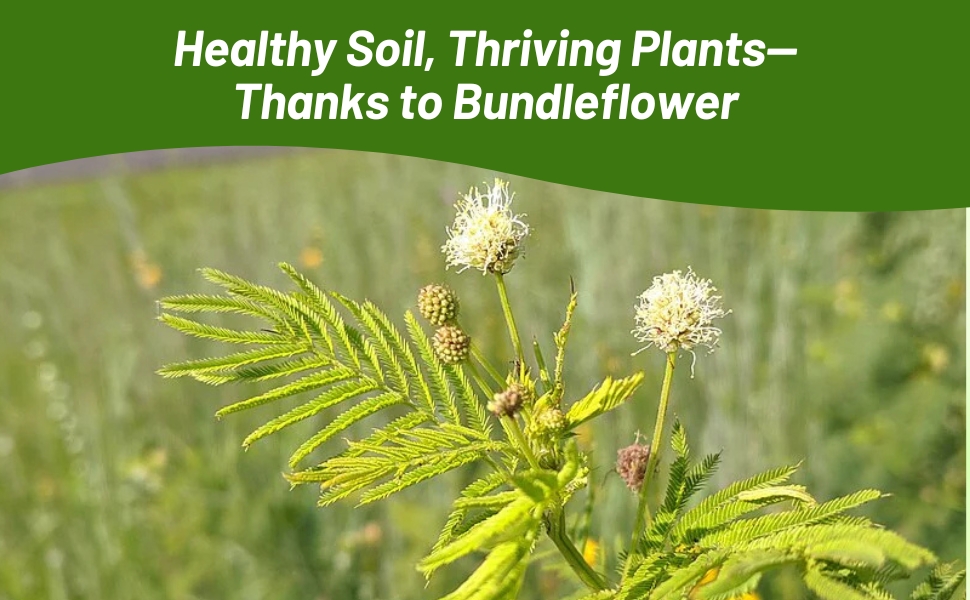 Illinois Bundleflower Improves Soil