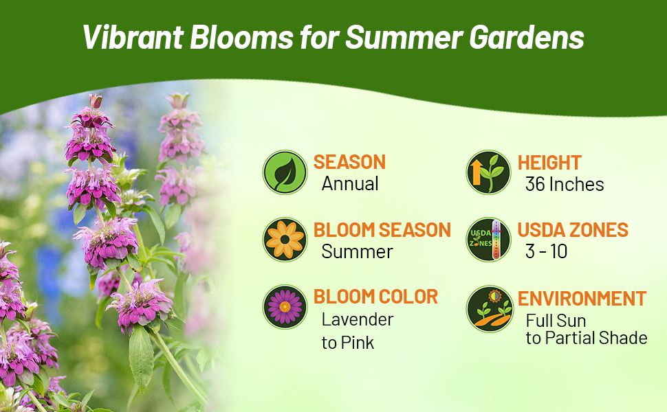 Lemon Bee Balm Pollinating Flowers For Full Sun to Partial Shade