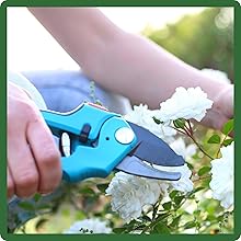 Gypsophila Baby's Breath Flowers For Cutting Floral Arrangements