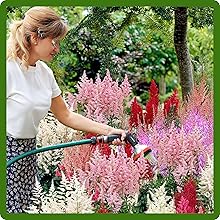 Perennial Growth & Easy Care of Astilbe