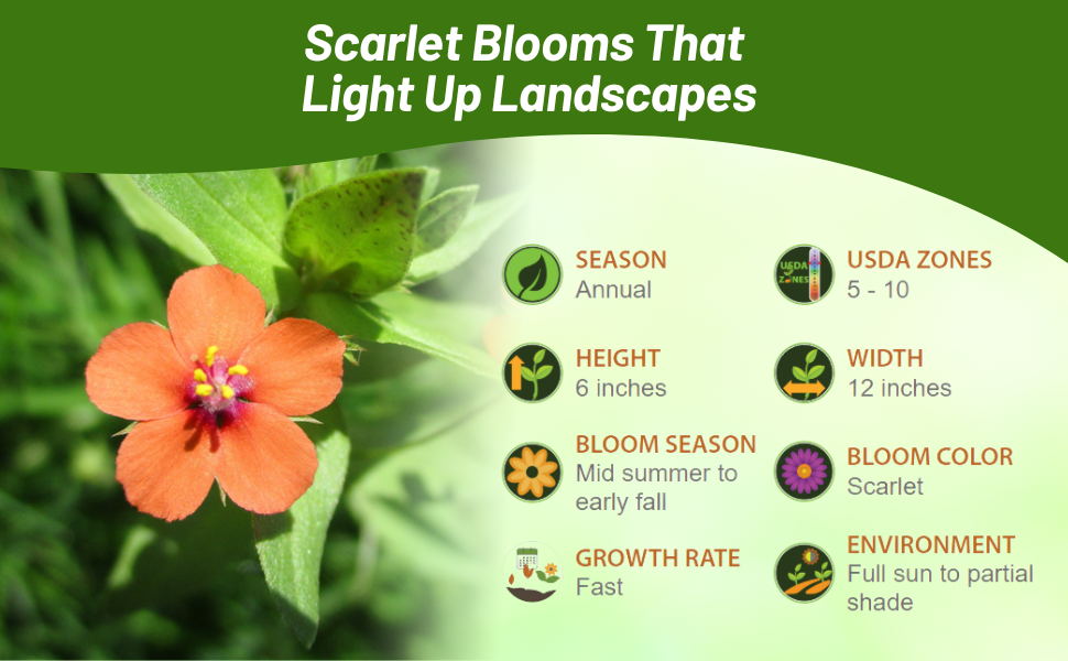 Dwarf Scarlet Pimpernel Low Growing Ground Cover Plant Full Sun Partial Shade