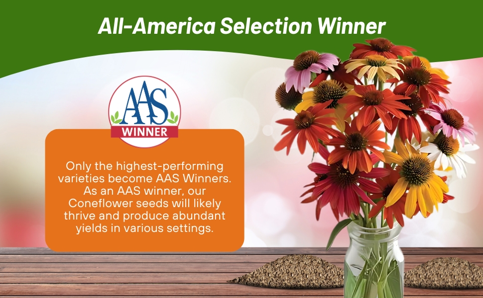 All American Selection Winner Echinacea Purple Coneflower Cheyenne Spirit