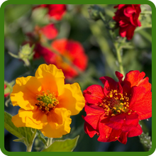 Long Lasting Colorful Blooms of Geum Flowers