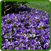 Compact, Spreading Growth Habit of Shockwave Petunias