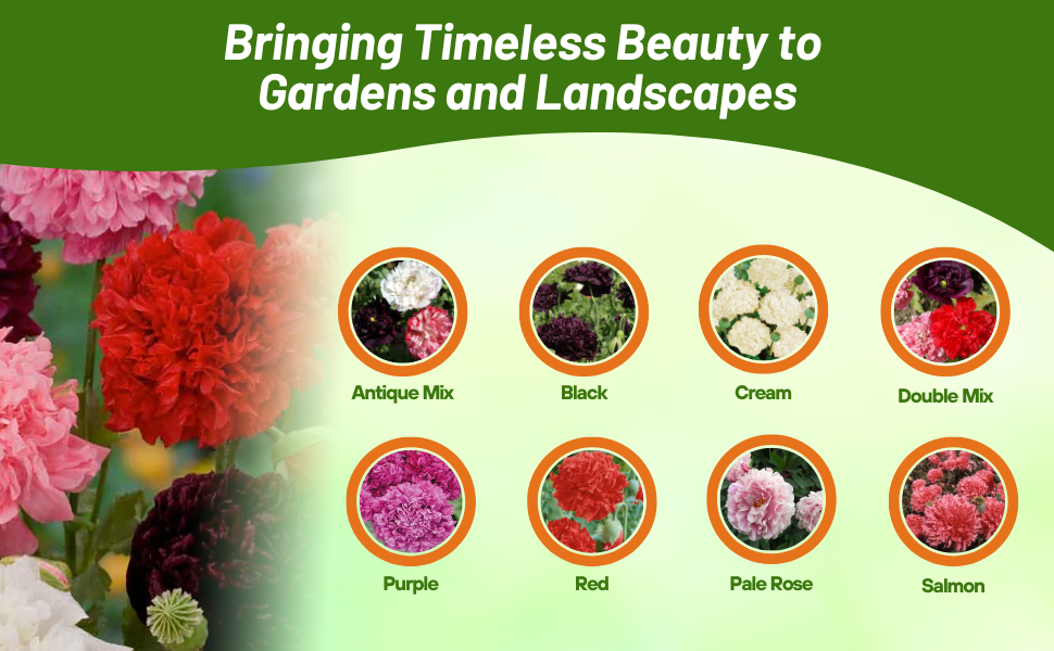 Varieties of Peony Poppy Flowers
