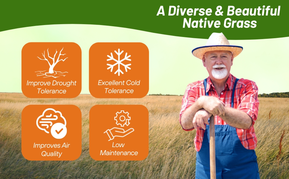 Low Maintenance and Drought Tolerant Northeast Native Grass Mix