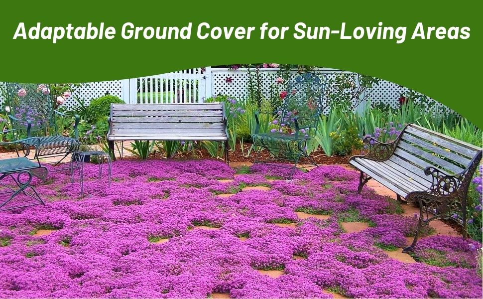 Beautiful Carpet of Creeping Thyme Ground Cover Plants