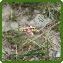 Drought Tolerant Sainfoin