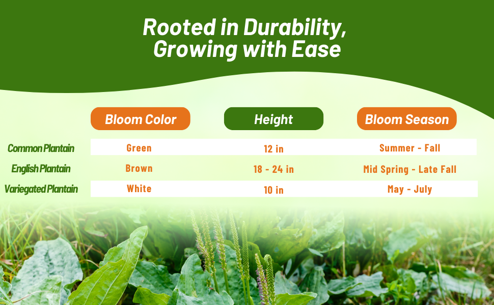 Bloom Season, Color, & Height Chart of Plantain Varieties
