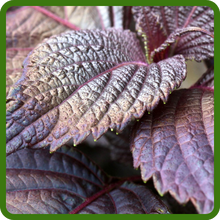 Beefsteak Plant Aromatic Leaves