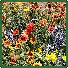 Diverse Selection of Dryland Wildflowers