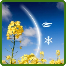 Heat, Cold, Drought and Pest Resistant Brassica