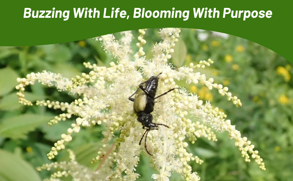 Insect on Aruncus Goat's Beard Blooms