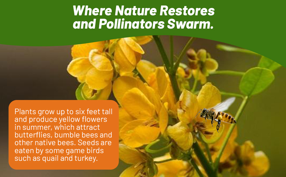 Pollinating Native Bee on Senna Flower