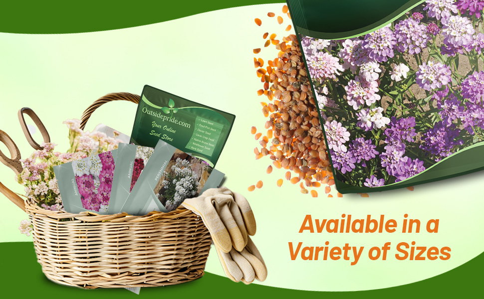 Iberis Candytuft Seed Packets For Sale