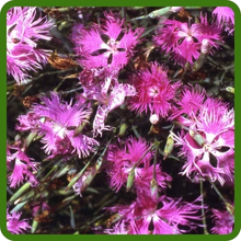 Pink Fringed Petals of Dianthus Superbus