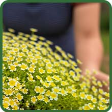 Low Maintenance Meadowfoam Poached Egg Plant