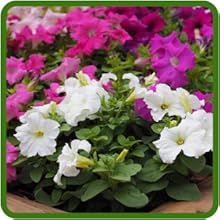 Petunia Hybrida Color Variety