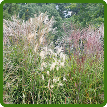 Miscanthus Ornamental Grass Reduces Soil Erosion