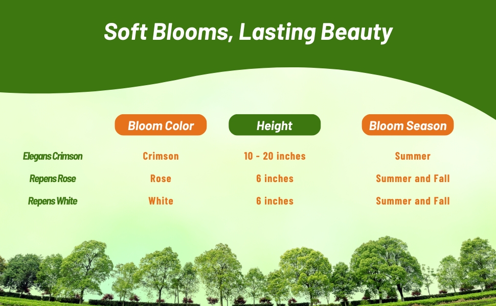 Bloom Season, Color, & Height Chart of Gypsophila Varieties