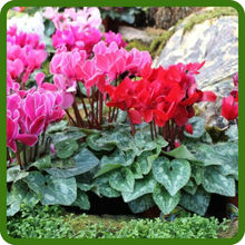 Cyclamen Has Resilient and Adaptable Growth