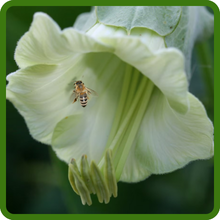 Cup & Saucer Vine Cobaea Attracts Pollinators