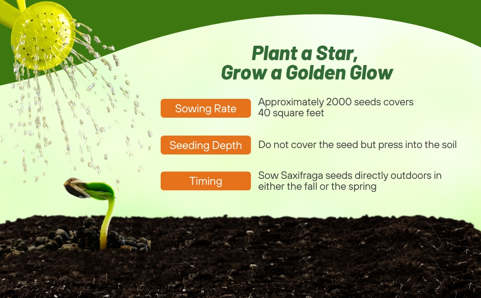 Seeding Rate & Planting Time For Saxifraga