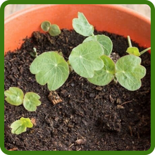 Annual Scarlet Nasturtium Seeds Have High Germination Rates