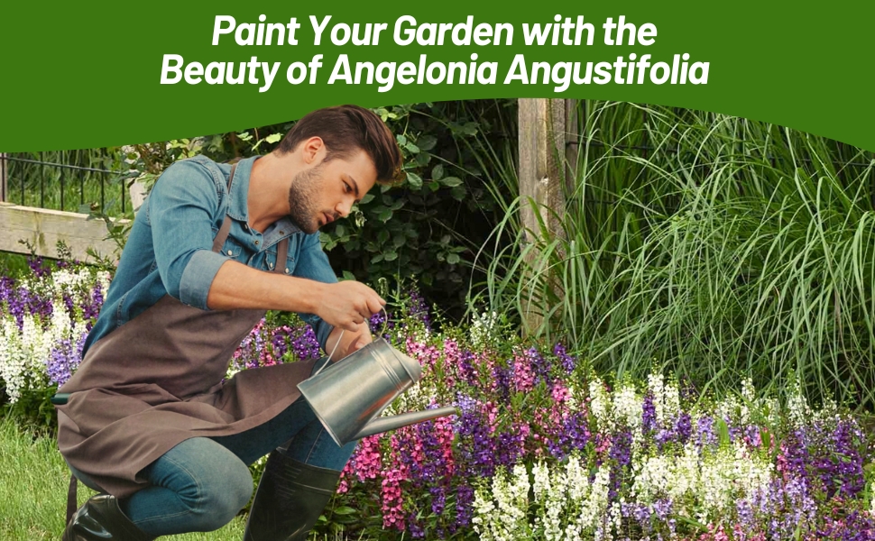 Man Watering Angelonia Flower Garden