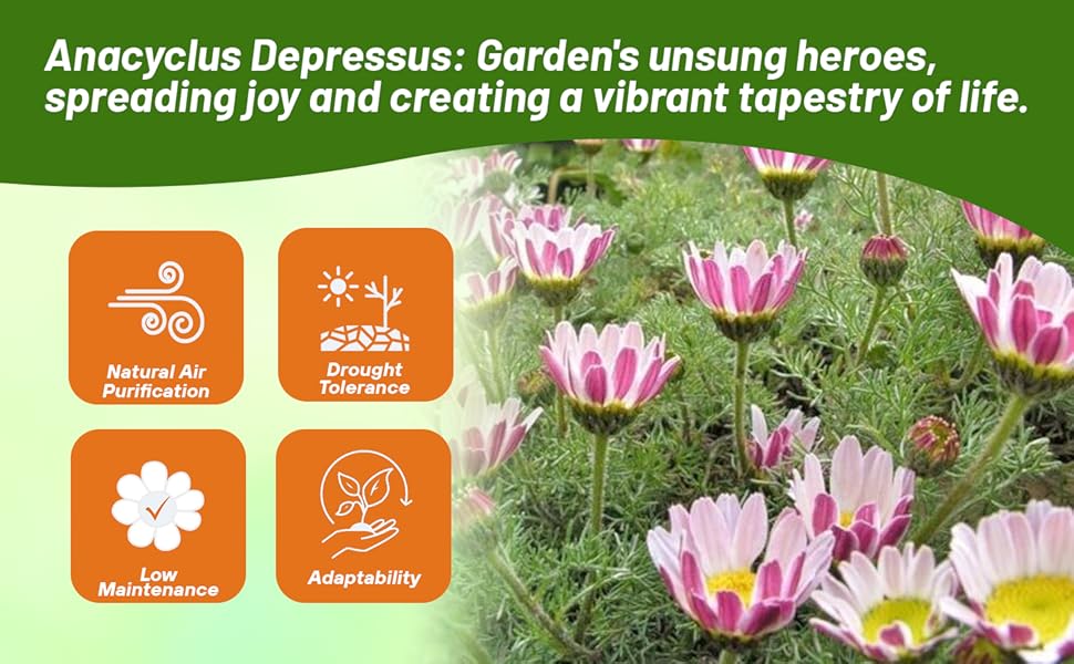 Low Maintenance Anacyclus Depressus Garden Gnome Flowers