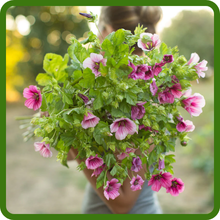 Malope Suitable as Cut Flowers