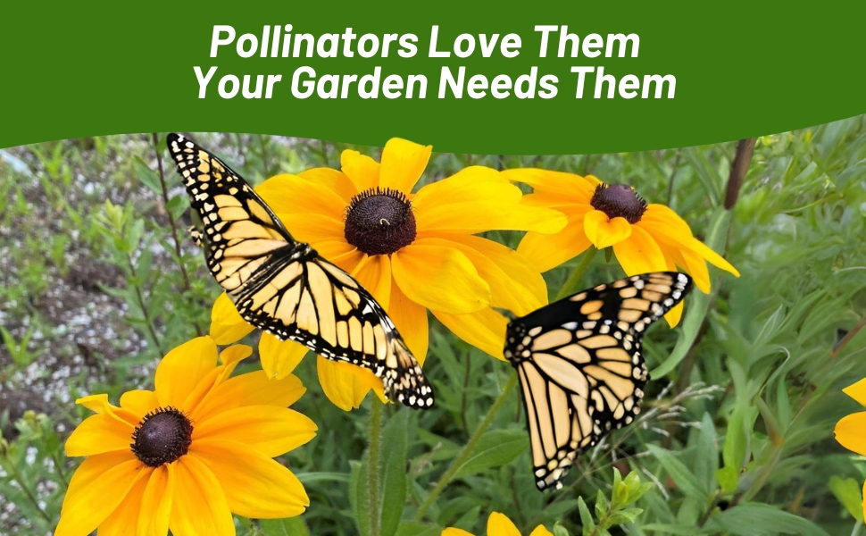 Pollinating Butterflies on Gloriosa Daisy Indian Summer Flowers