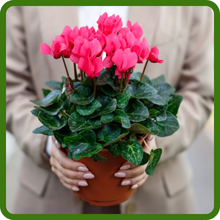 Cyclamen Is Suitable for Containers and Borders