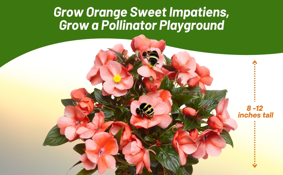 Bees Pollinating New Guinea Impatiens Orange Sweet Flowers