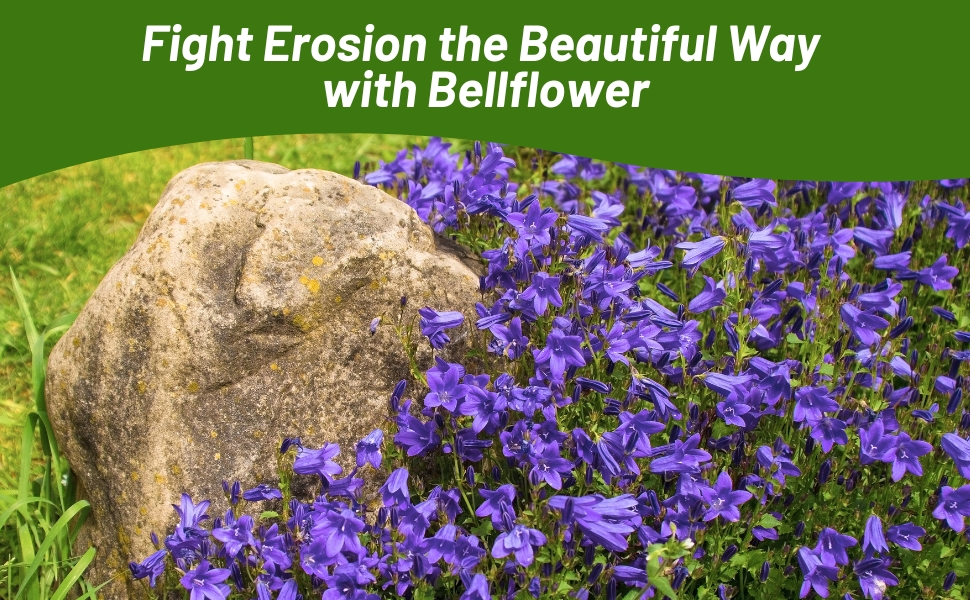 Clustered Bellflower Planted in Rock Garden