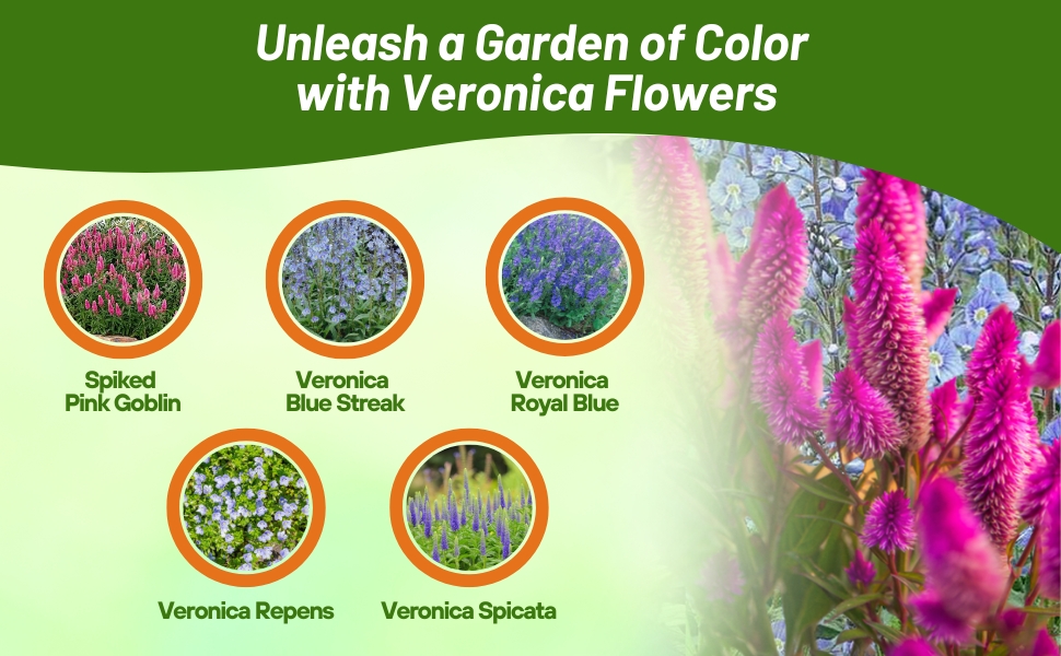 Varieties of Veronica Speedwell Including Repens Creeping