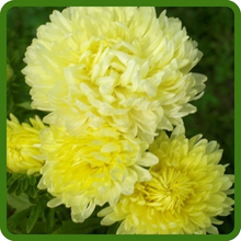 Callistephus Tall Paeony Aster