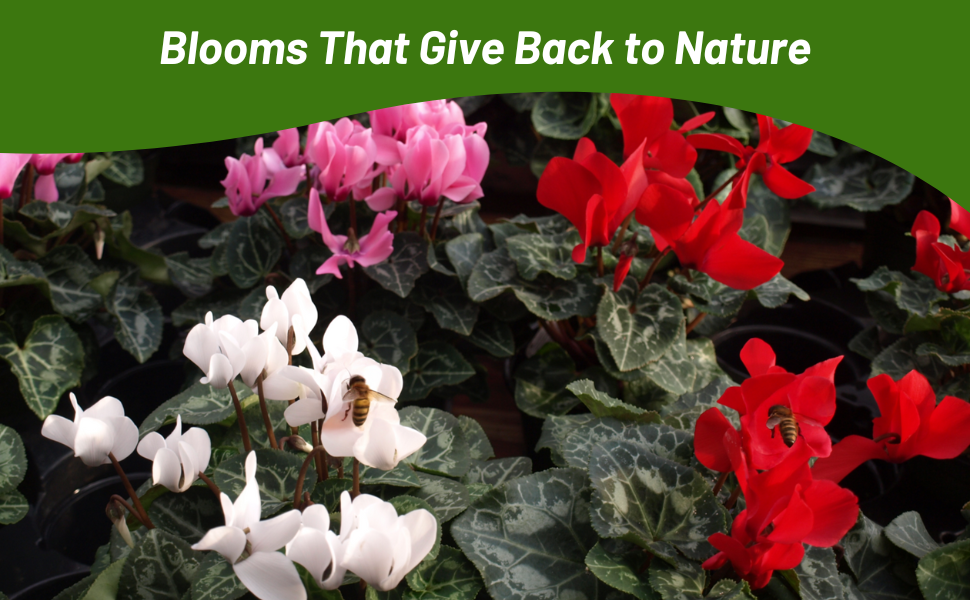 Cyclamen Pollinating Flower Garden In Bloom