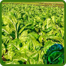 Long Bloom Swiss Chard Plants