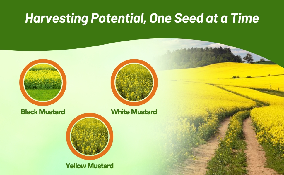 Black, Yellow, & White Mustard Varieties