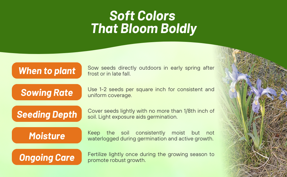 Planting Directions For Iris Seeds