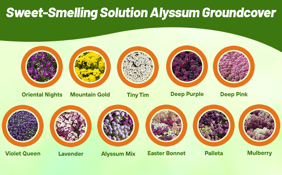 A dozen different varieties of alyssum flower seeds For sale