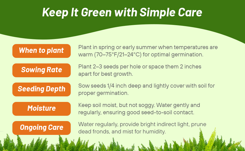 Planting Diretions For Asparagus Fern Meyeri Seeds