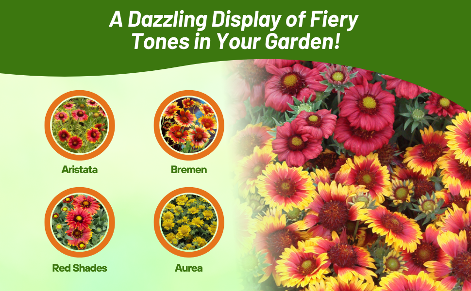 Four Flower Seed Varieties of Gaillardia Aristata Blanket Flower